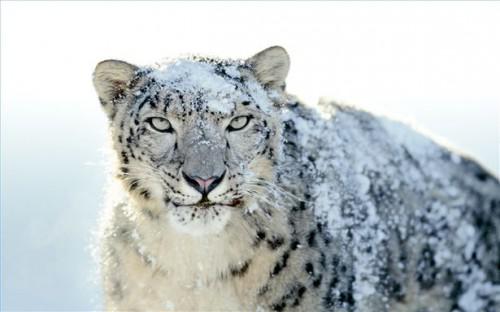 Come disattivare il dock 3D leopardi delle nevi